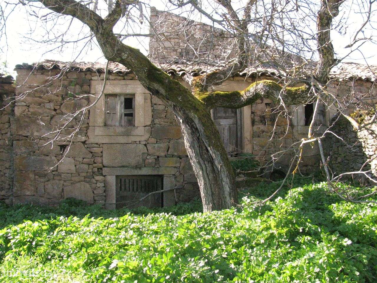 Espaço para restaurar, Picote, Miranda do Douro, Golden Visa - Grande imagem: 5/22