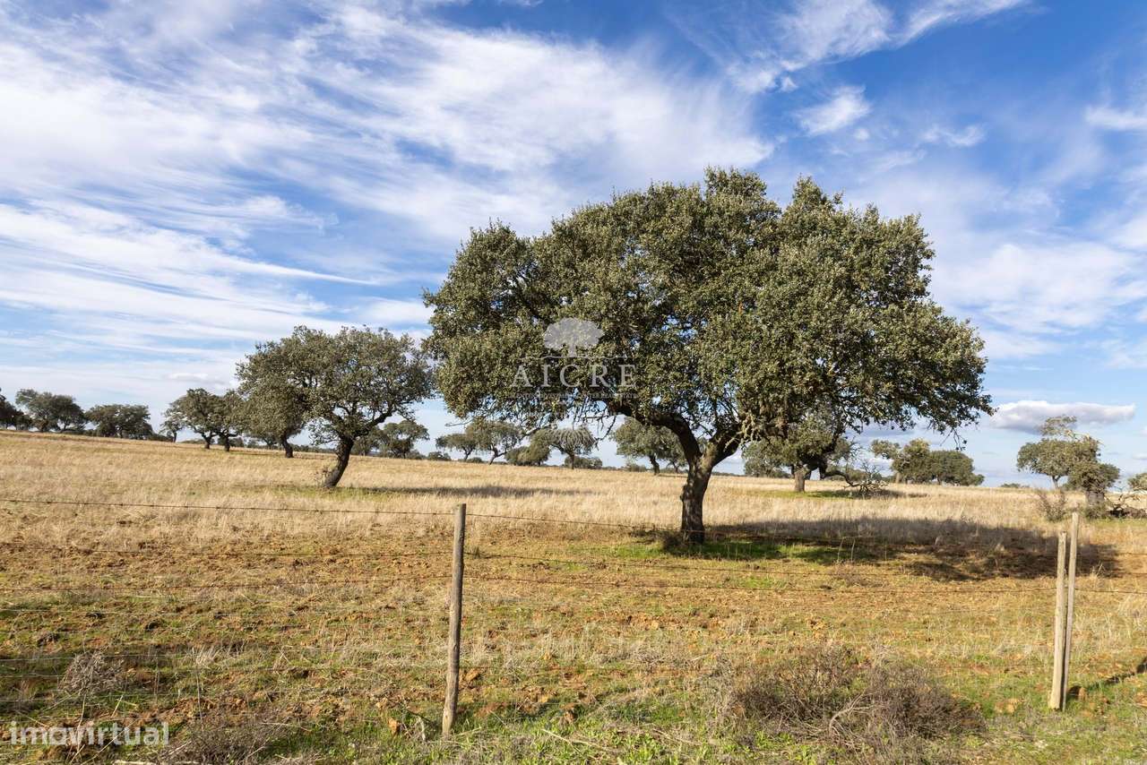 Herdade Alentejo-33