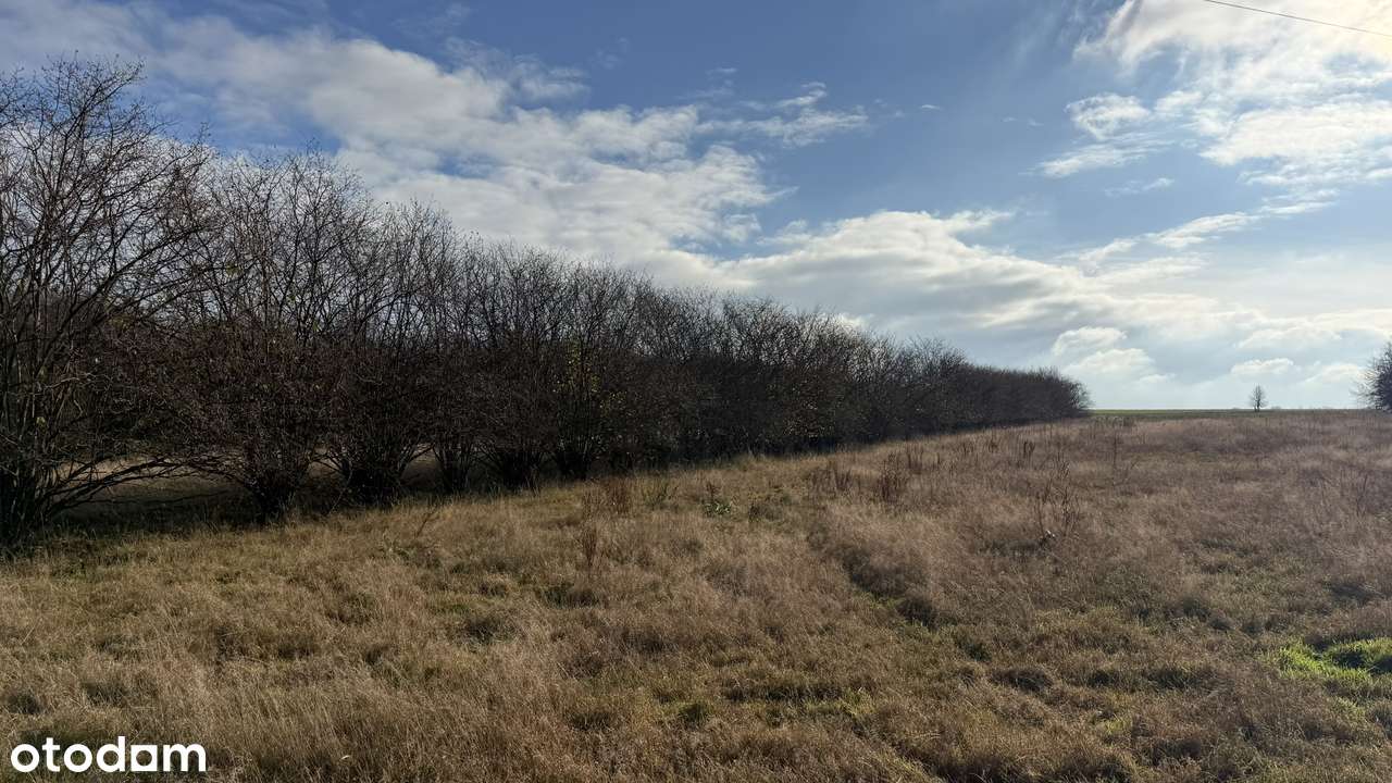 Wilkowiecko, działka budowlano - rolna 2,6 ha, szerokość 94 m - Pełny obrazek: 5/13