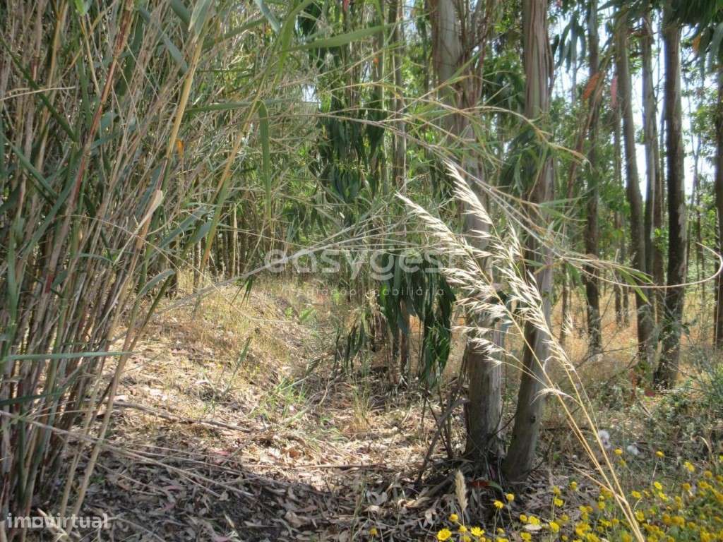 Terreno Agrícola de 5880 m2 com eucaliptos perto da Lourinhã - Grande imagem: 2/12