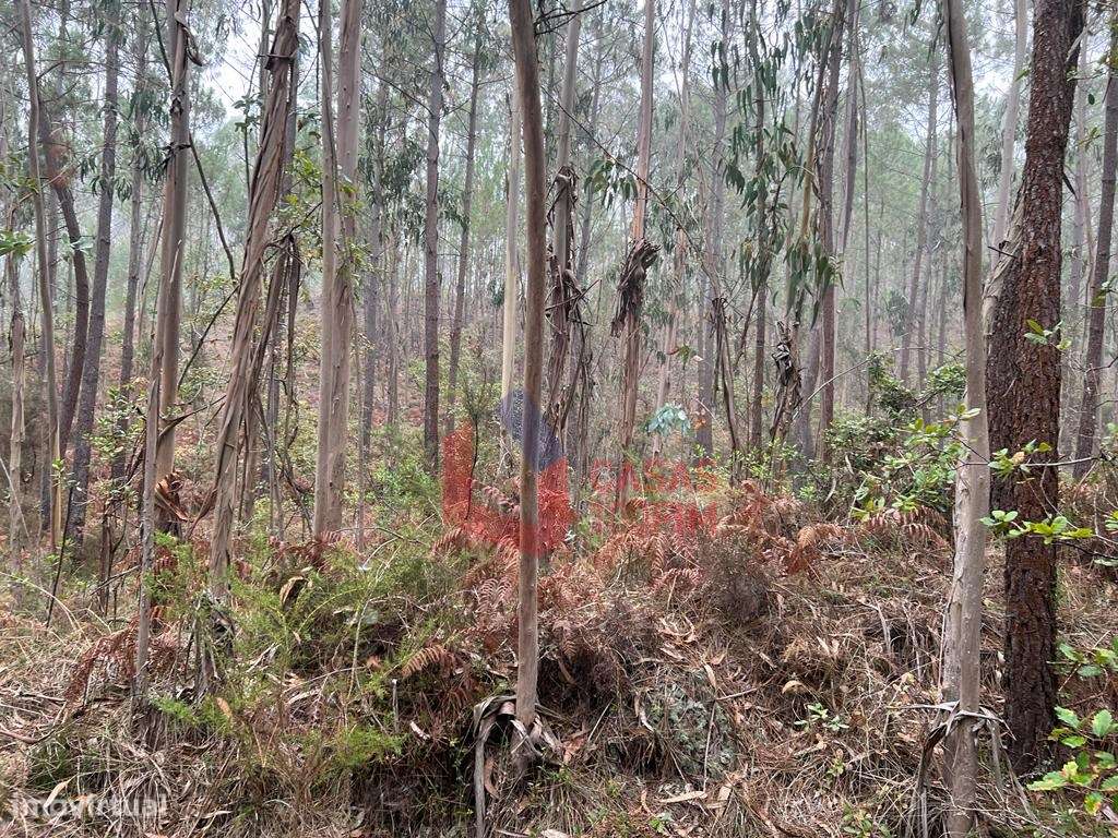 Terreno florestal com 3.000m2 perto do IEJ do Juncal. - Grande imagem: 2/6