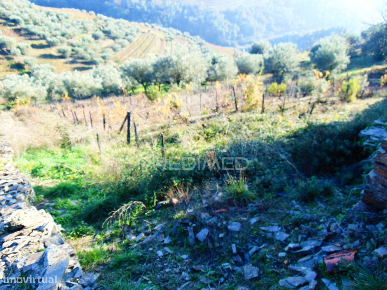 Terreno / Olival em Abaças - Vila Real - Grande imagem: 3/18
