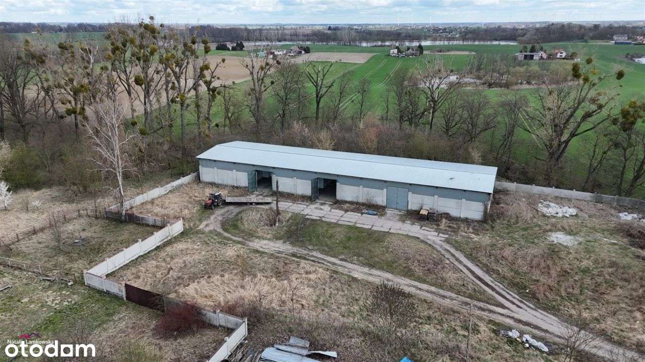 obiekt inwestycyjny*Zakrzewo k.Radzynia Chełmińskiego - Pełny obrazek: 4/20