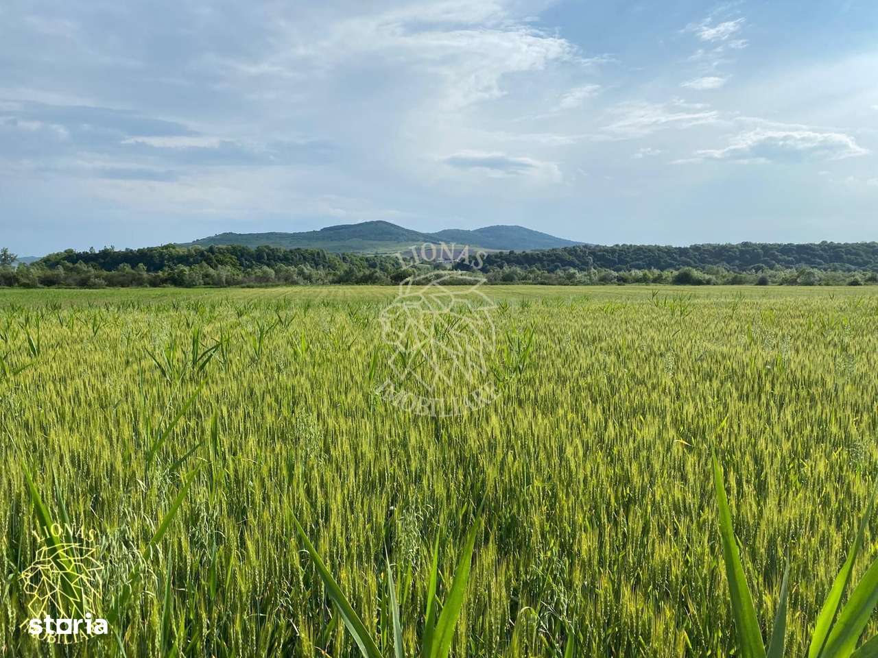 Teren -4.300 mp - Arabil - Chintelnic - Imagine principală: 4/7