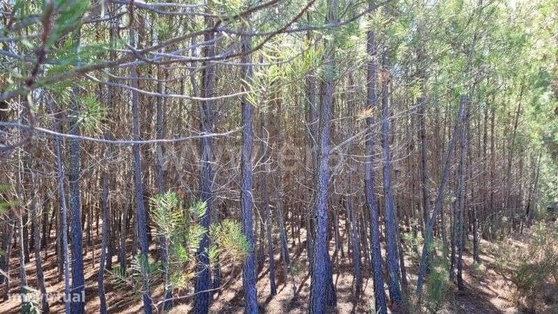 Terreno Rústico / Fundão, Enxames - Grande imagem: 5/9