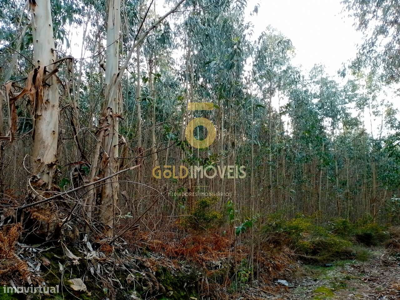 Terreno Florestal - Grande imagem: 5/7