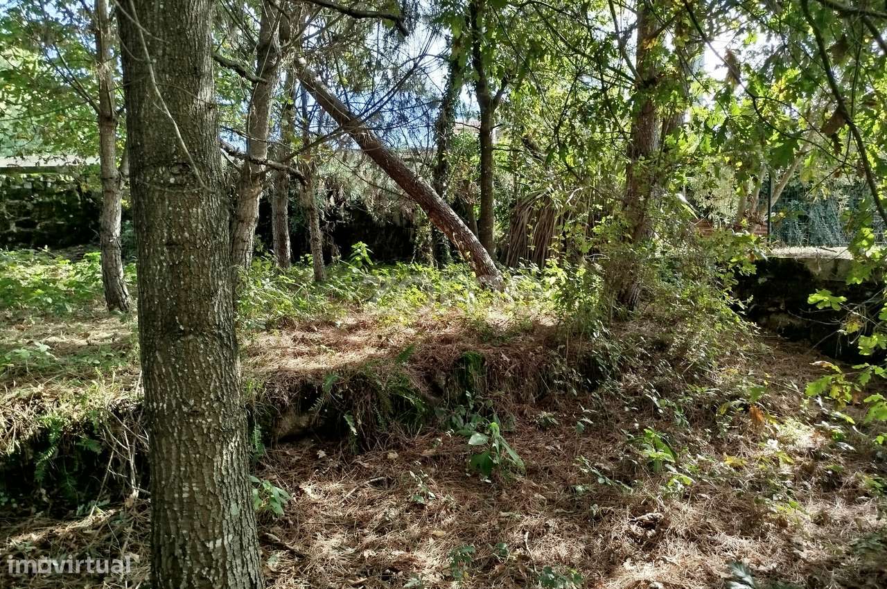 Lote para construção com vários arvores de fruto - Grande imagem: 4/28