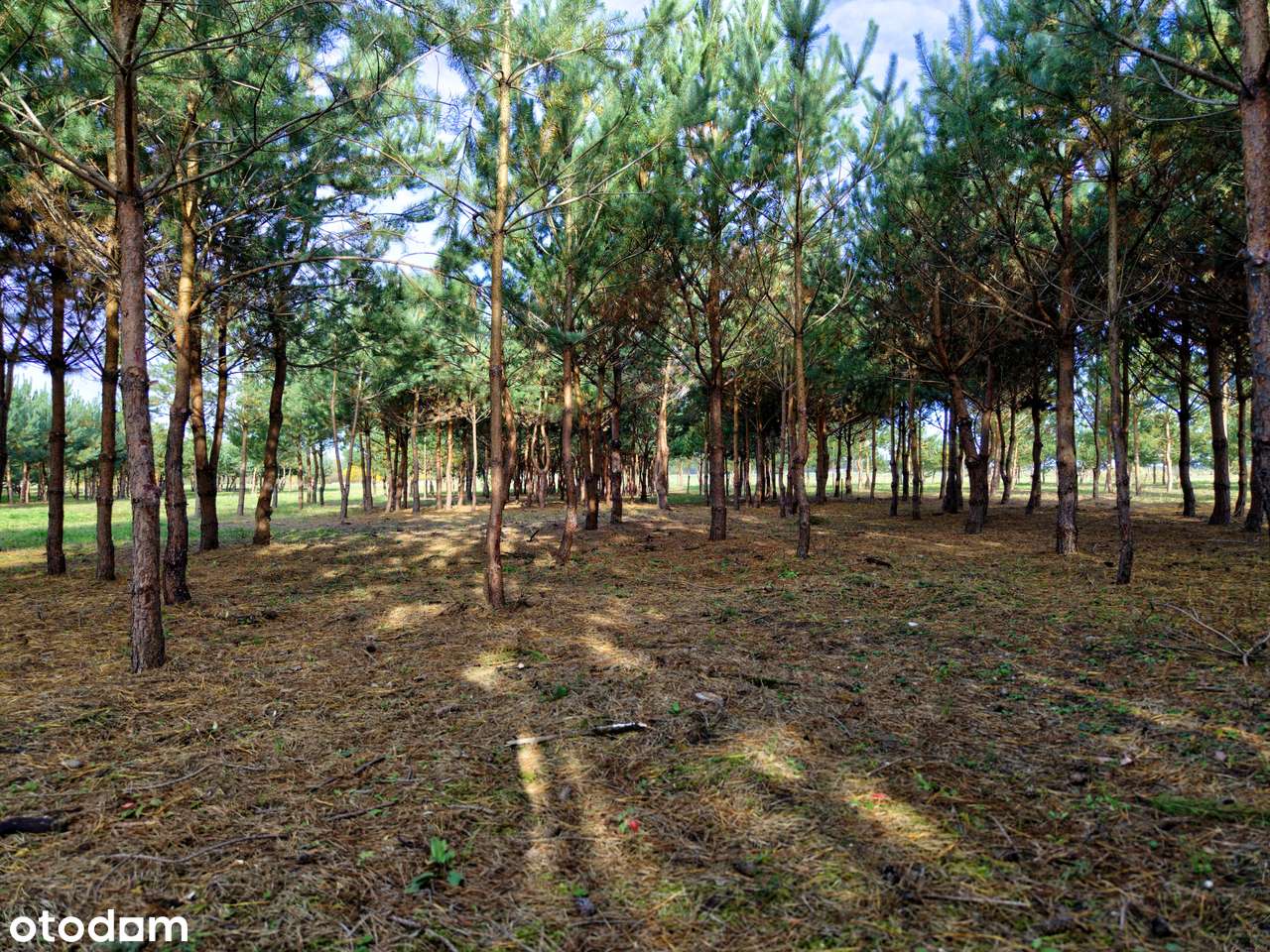 Atrakcyjna działka pod dom - Grzybowo-13