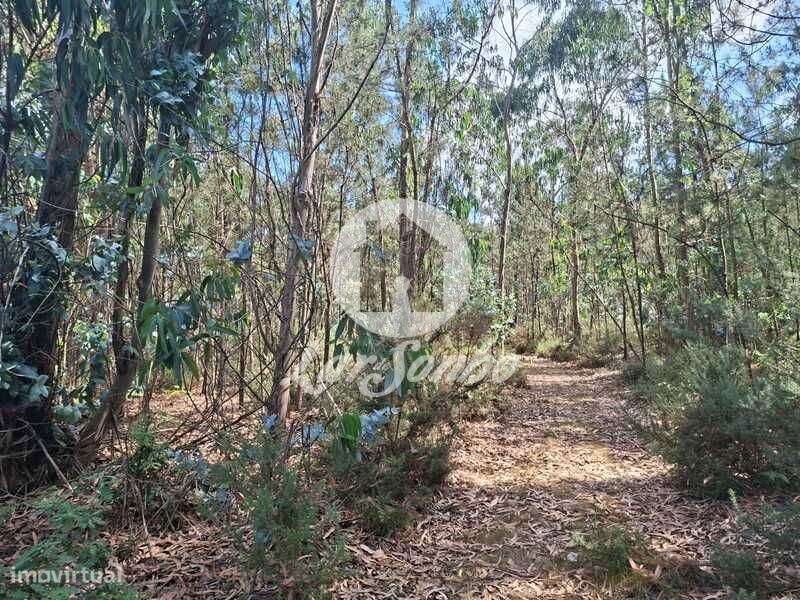 Bouça com 6.0.000m2 em Fradelos - Grande imagem: 4/12