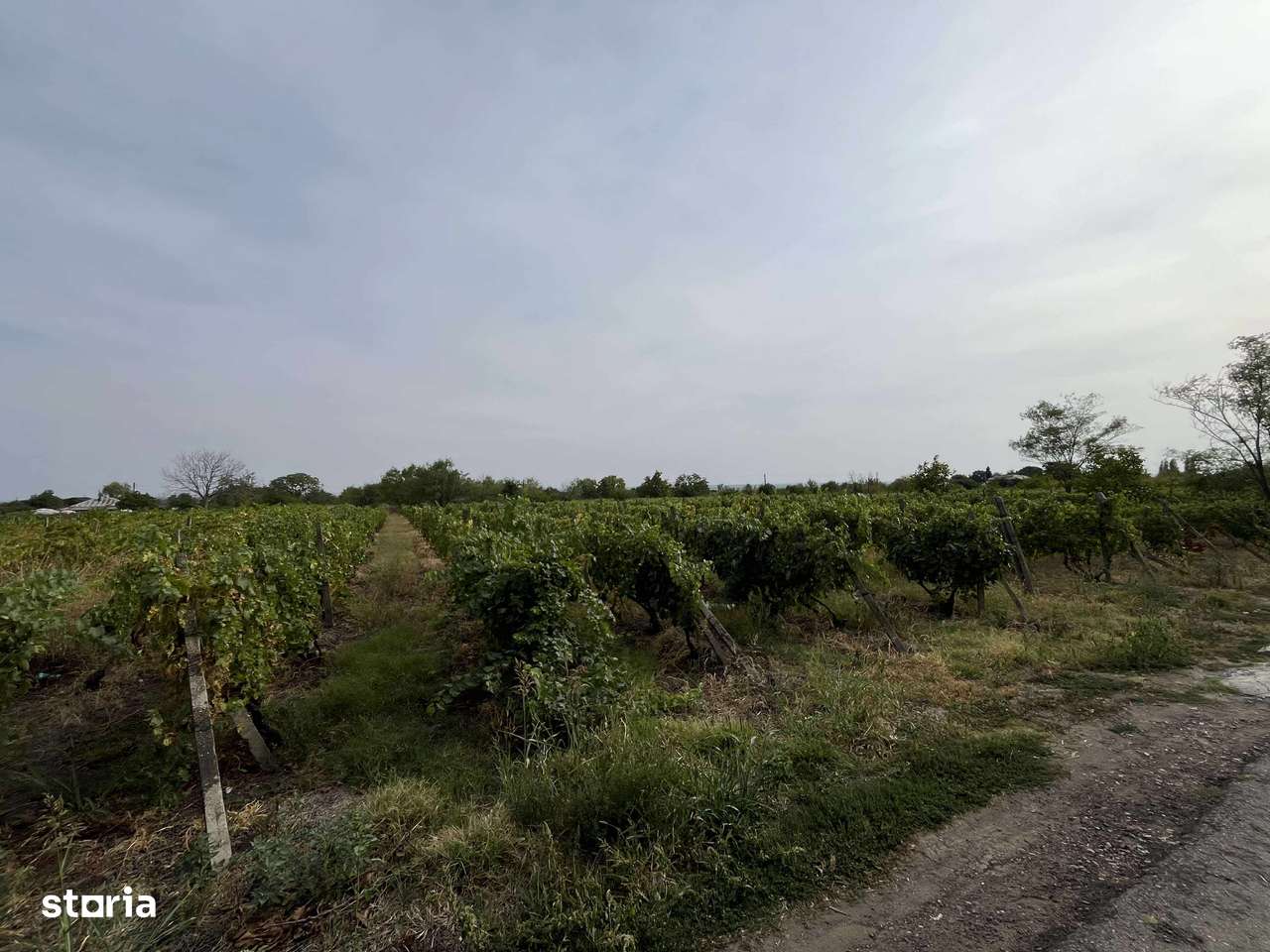 Teren intravilan/Vie Urlati Prahova - Dealul Mare Pret negociabil - Imagine principală: 2/4