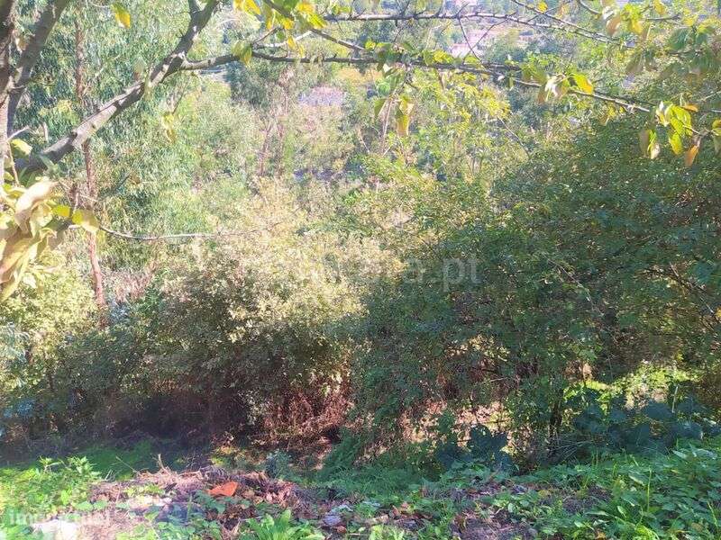 Terreno / Cinfães, Santiago de Piães - Grande imagem: 4/9