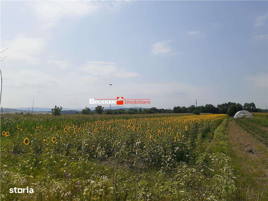 TEREN INTRAVILAN | CHIRIBIS - Imagine principală: 5/5