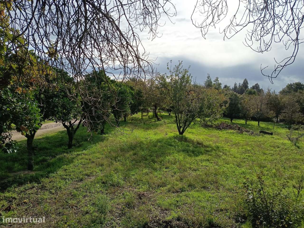 Terreno Rústico em Treixedo, Santa Comba Dão - Grande imagem: 5/7