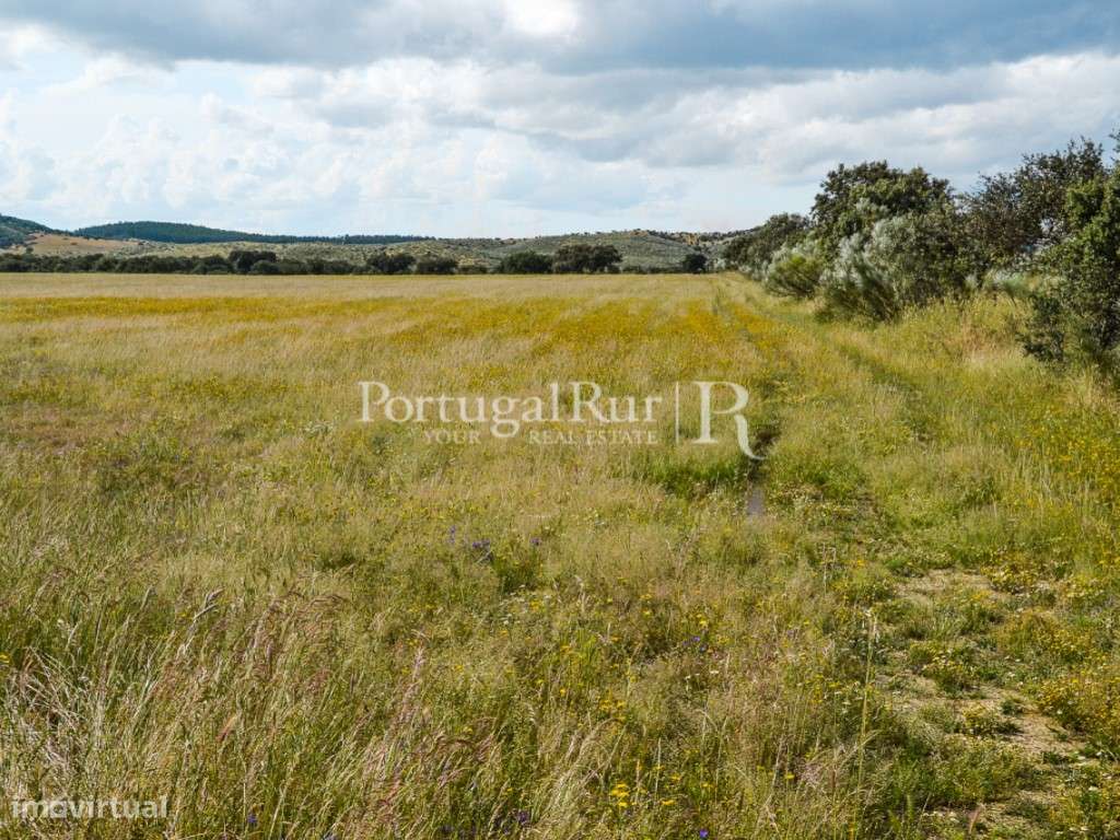 Herdade com 14 hectares na região do Alandroal - Grande imagem: 4/22