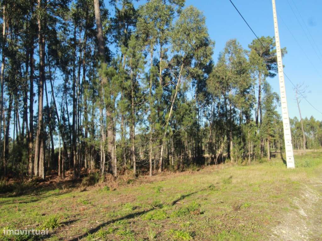 Terreno Rústico c/ 11000 m2 - Grande imagem: 2/5
