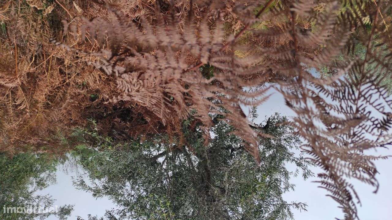 Quinta com vista deslumbrante - Grande imagem: 4/6