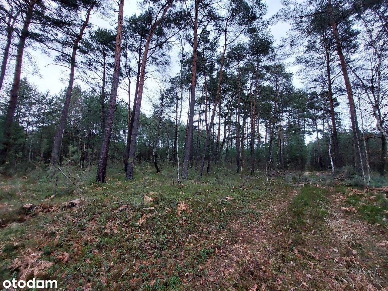 Las, działka leśna, Popielarnia, 1,1 ha, blisko A2