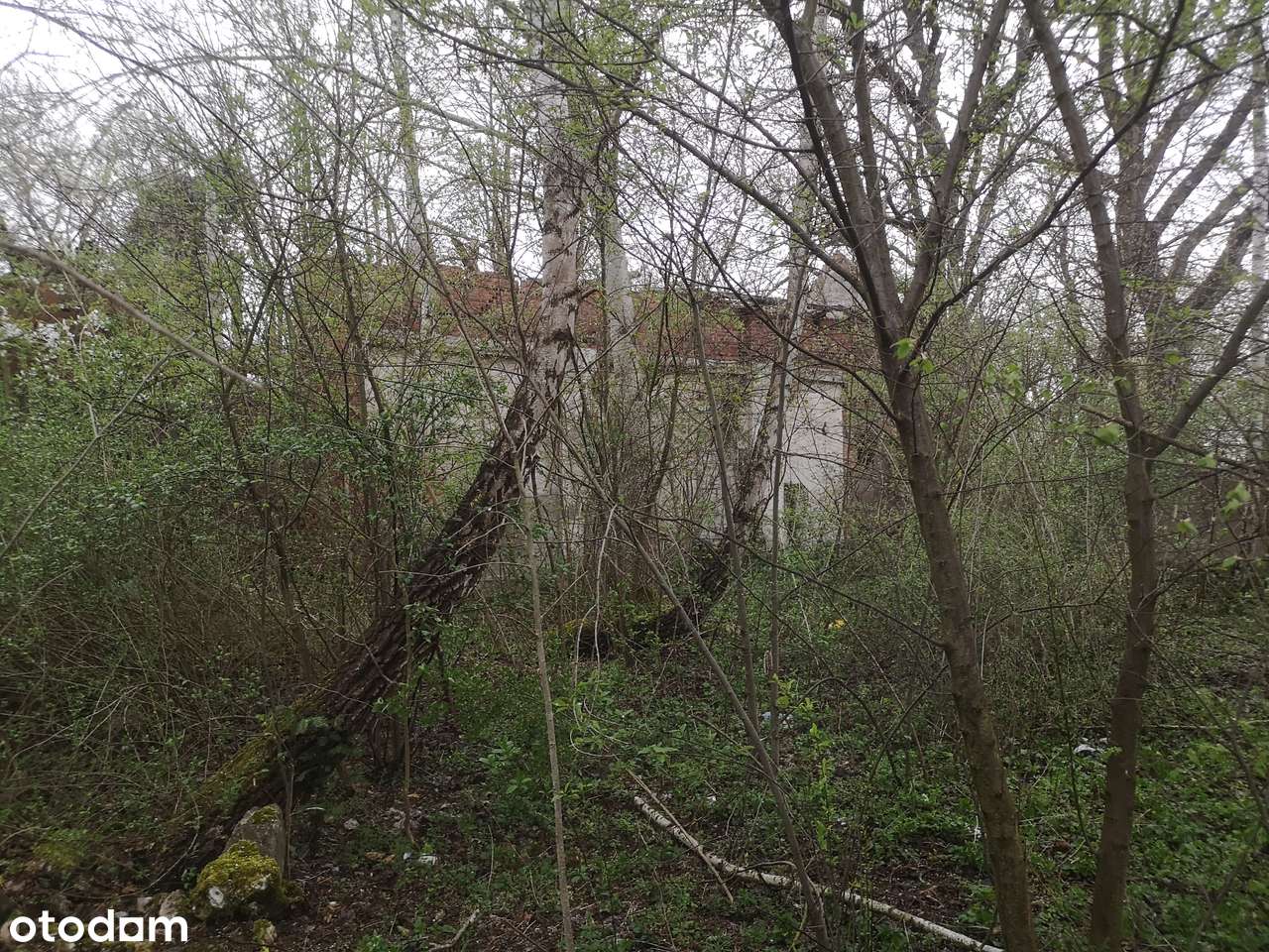 Puszczykowo, przy Warcie-6