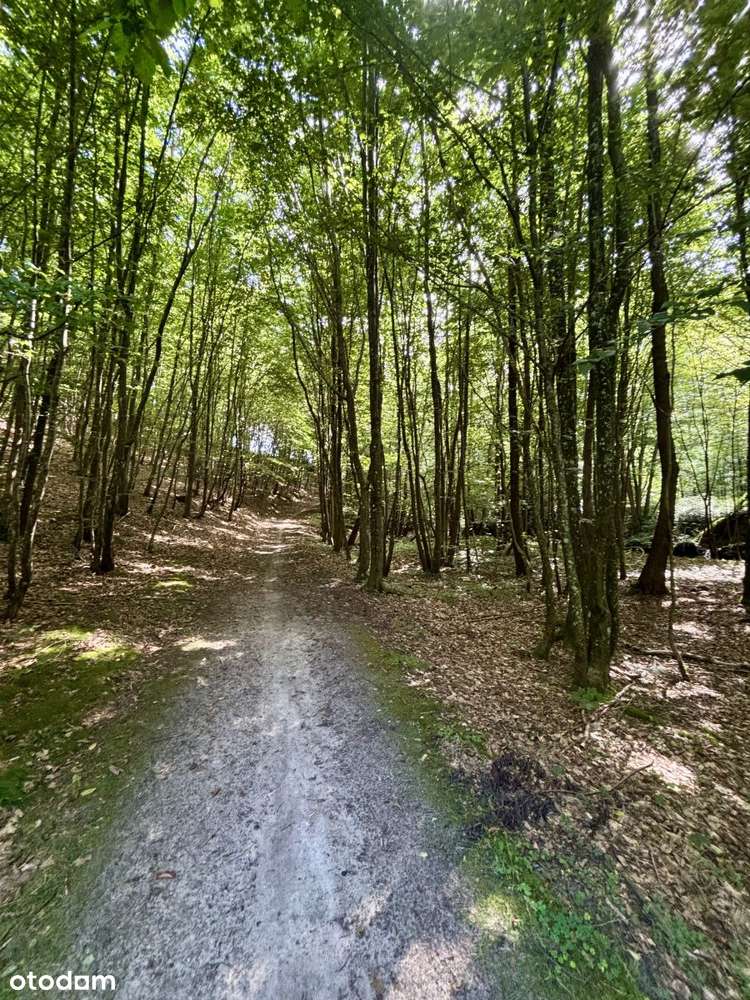 Działka na skraju lasu granicząca z rzeczką - Pełny obrazek: 5/20