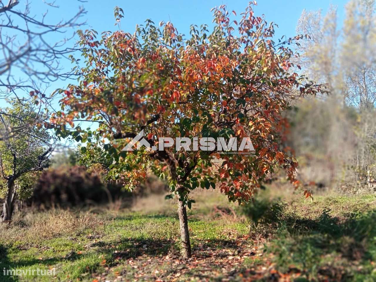 Quintinha para venda com construção rural para venda em Escalos de Bai-13