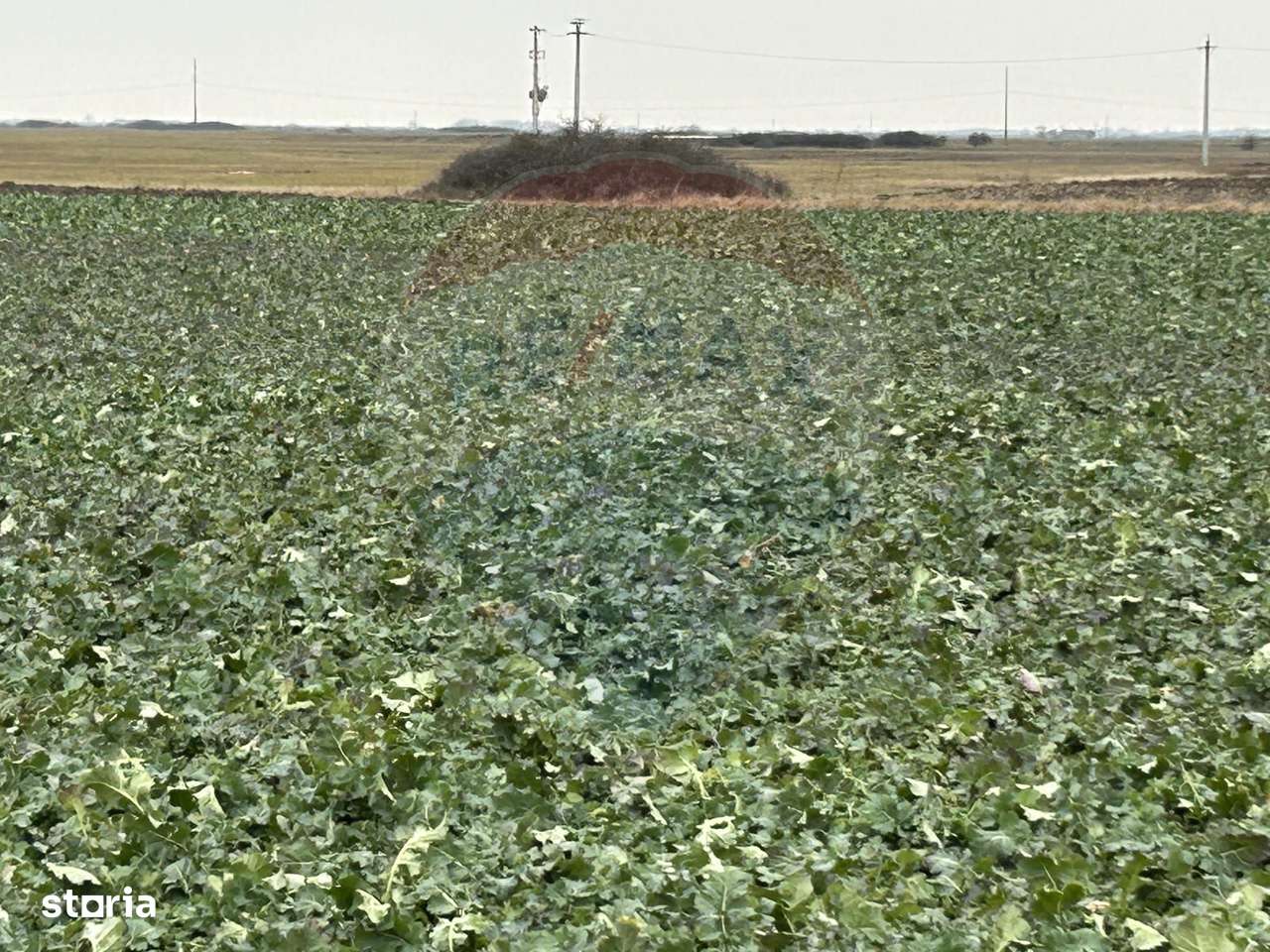 Teren intravilan 80500mp. aproape de nodul rutier de pe DX Oradea-Arad - Imagine principală: 1/10