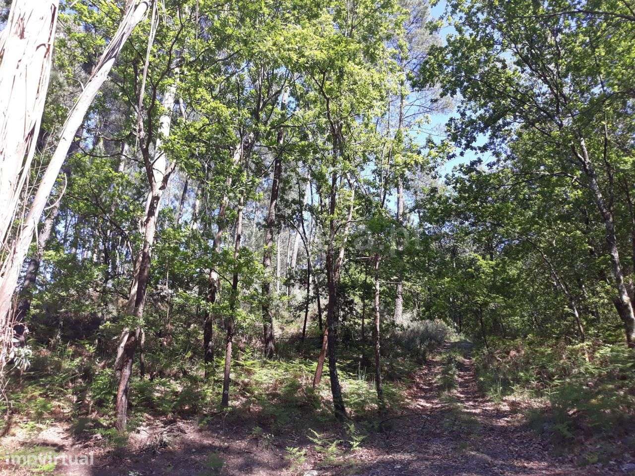 Terreno Rústico - Grande imagem: 5/5