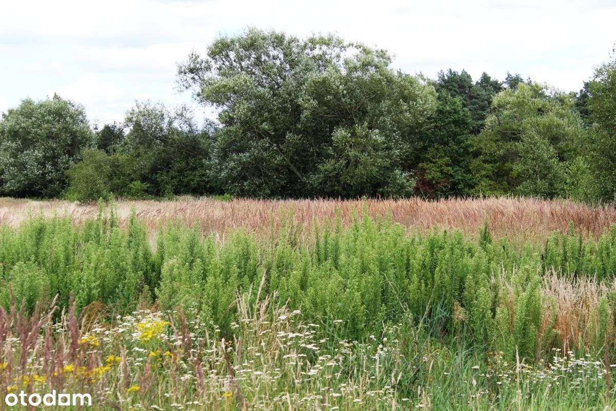 Ziemia orna z potencjałem-5