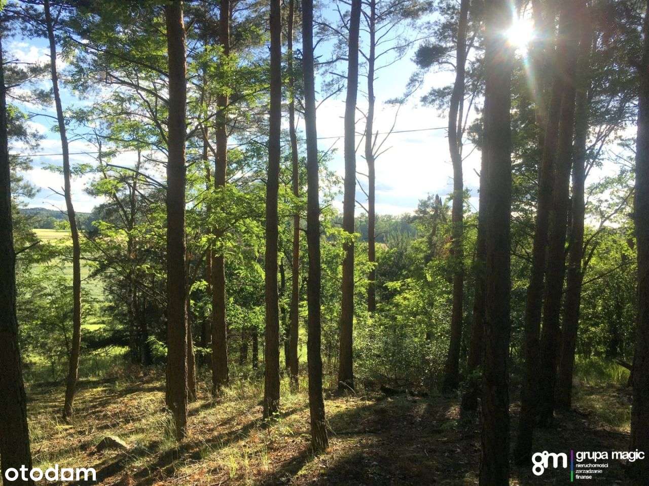Działka z lasem 7089m2 Grabowiec - Pełny obrazek: 3/8