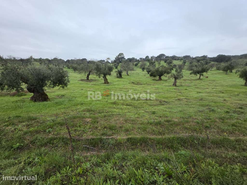 Terreno rústico com malha urbana - Vila do Paço, Torres Novas - Grande imagem: 4/10