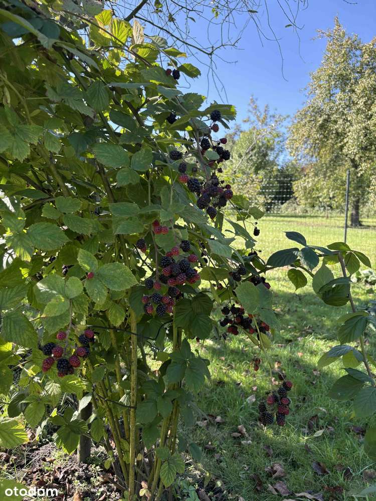 [REZERWACJA] Dom,działka 1900 m²|2 Garaże|Fotowoltaika, Klimatyzacja|-16
