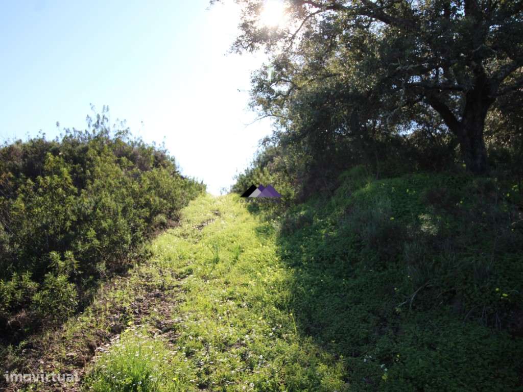 Terreno Rústico | 34.000 m² | Corga da Madeira - Junqueira, Castro ...-9