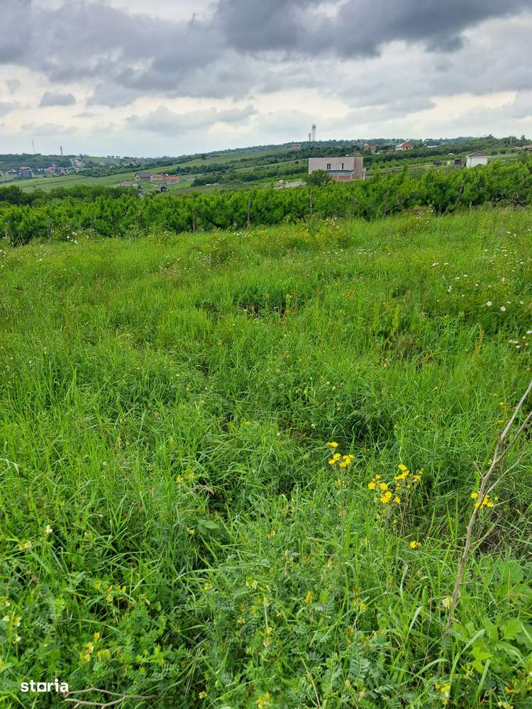 Teren intravilan 806 mp în Saldabagiu de Munte com. Paleu - Imagine principală: 3/7