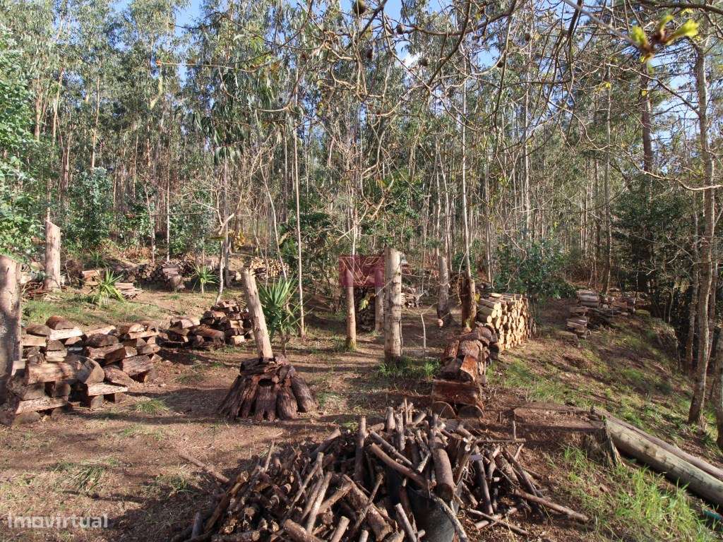 Terreno - Grande imagem: 3/7