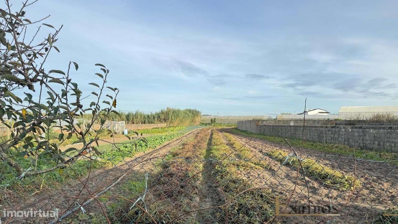 Moradia para restauro, em Aguçadoura, Póvoa de Varzim - Grande imagem: 4/4
