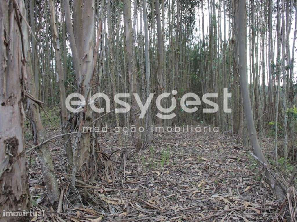 Terreno localizado nas Olalhas na Rota dos Trilhos das Cascatas - Grande imagem: 4/22