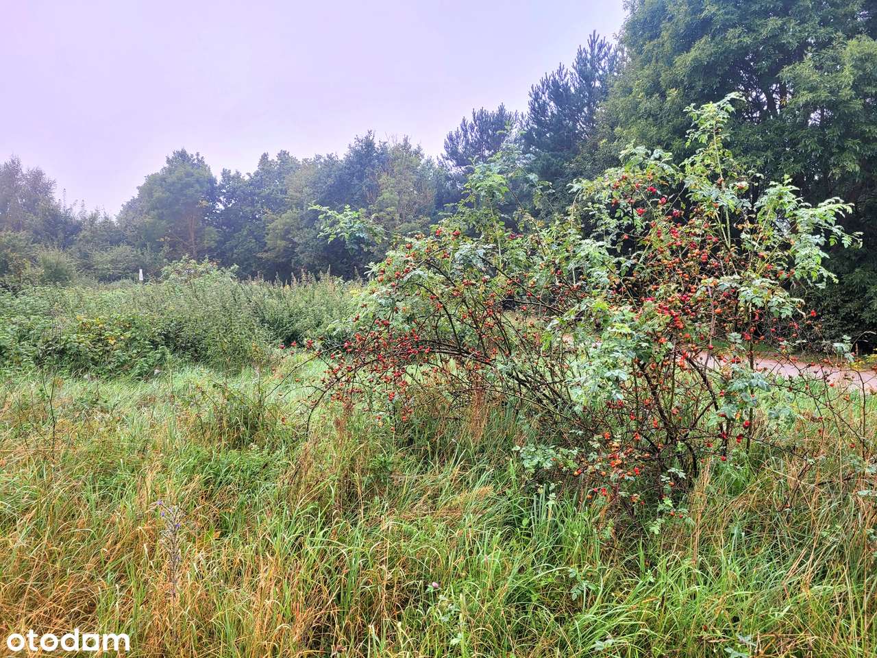 PKM 600 m|Las|Blisko S7 i Obwodnicy |Możliwość zakupu 3 działek-2