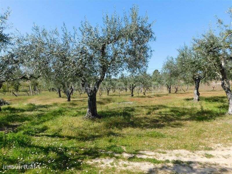 Quintinha / Fundão, Orca - Grande imagem: 3/19