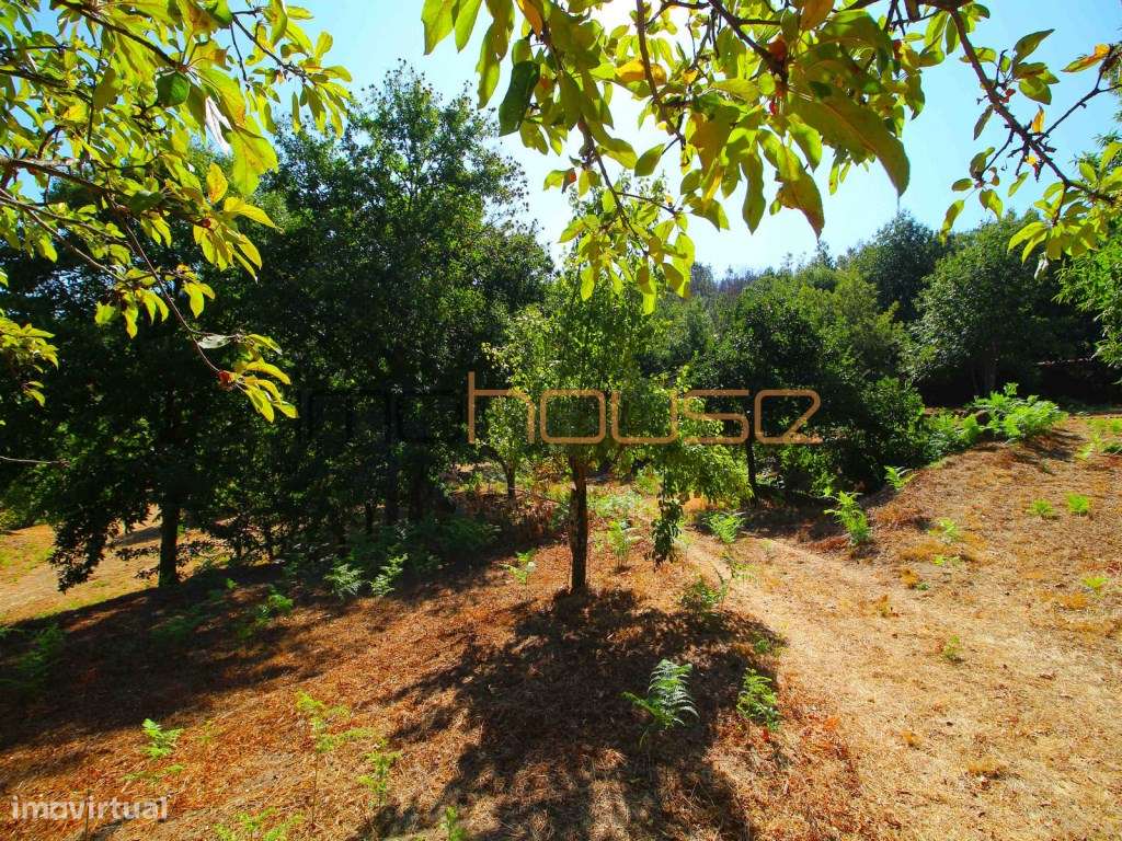 Quinta de 2ha com vista panorâmica - Freigil-5