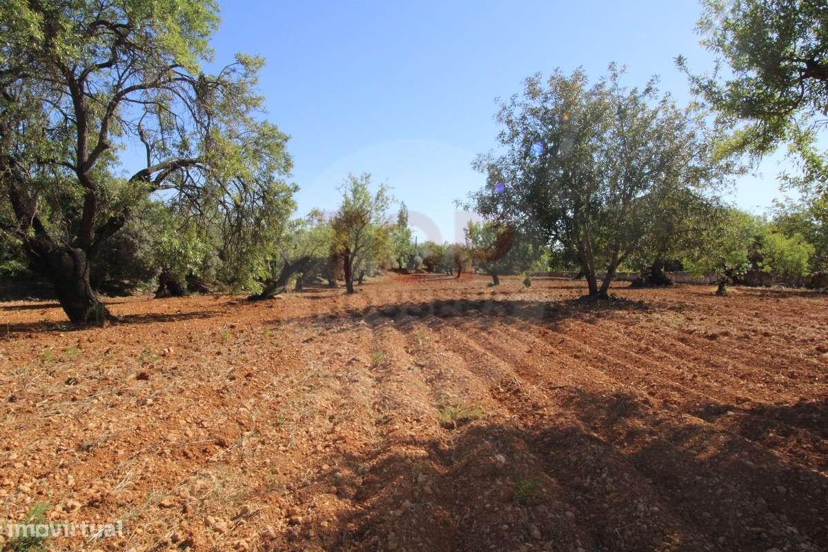 Terreno urbano destinado a construção de moradias unifamiliares - Grande imagem: 4/23