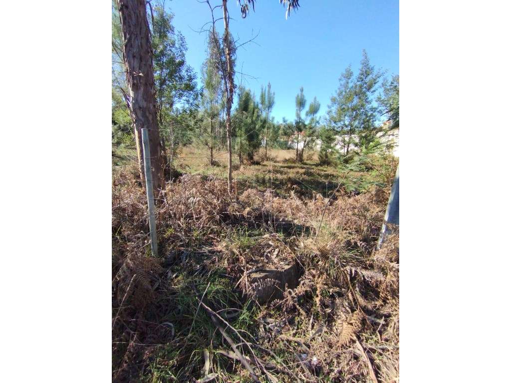 Terreno a 3 minutos de Águeda - Grande imagem: 2/7