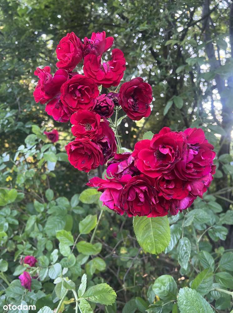 Odstąpię dzierżawę ROD Mandragora Saska Kępa. Bez prowizji.-4