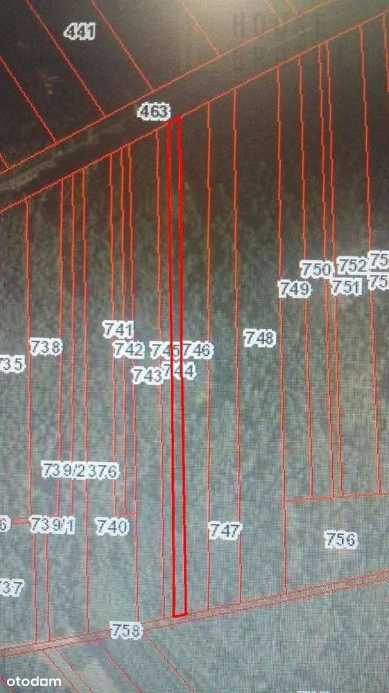 Las w Laskowcu - Pełny obrazek: 5/5