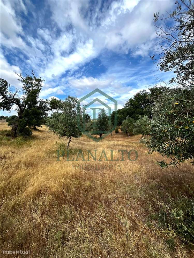 Quinta >=T10 Venda em Cortiçadas de Lavre e Lavre,Montemor-o-Novo-13