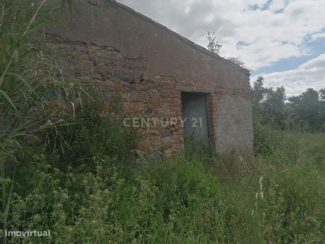 Terreno/Olival  de 11.700 m2 , com Casa para recuperar,  Olival tradic-18