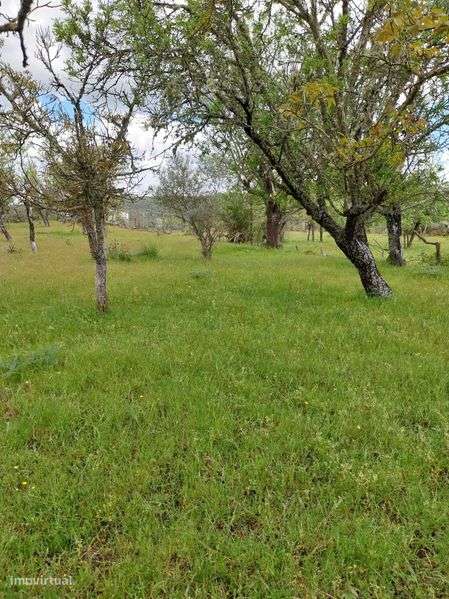 Terrenos no campo perto de vilar formoso - Grande imagem: 5/12