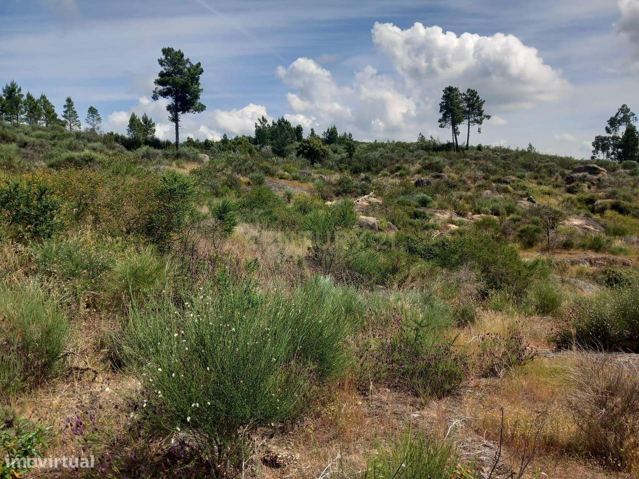 Terreno Rustico com 13300m2 Palvarinho-Salgueiro do Campo - Grande imagem: 4/10