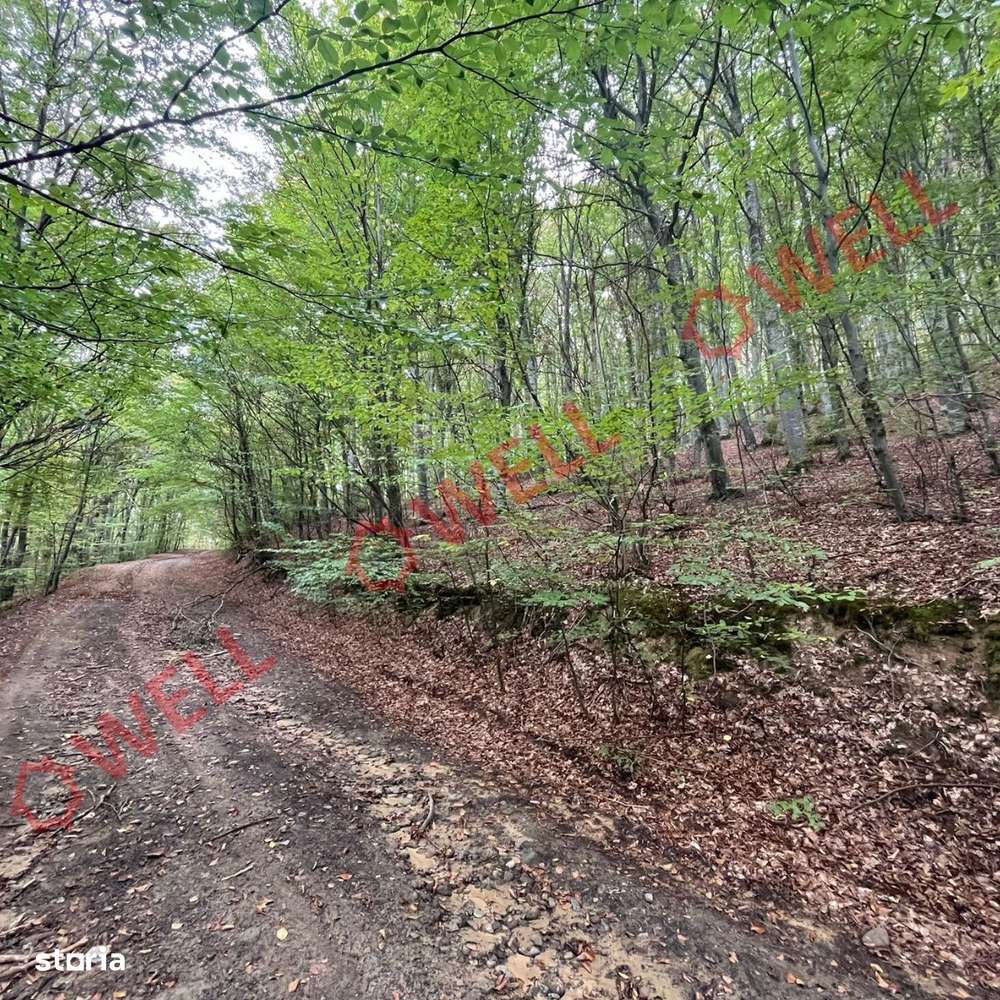 De vânzare pădure mixtă în Dalnic! - Imagine principală: 5/5