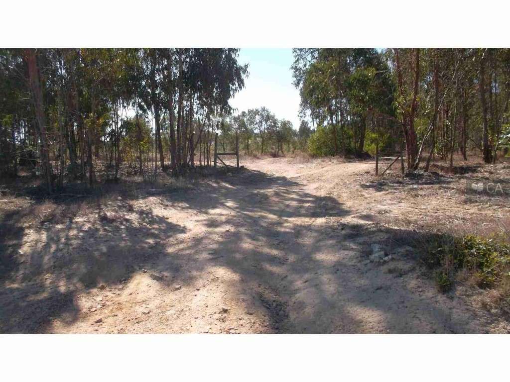 TERRENO (PROPRIEDADE)-CURRAIS E JOÃO FRIO DE BAIXO - Grande imagem: 1/12