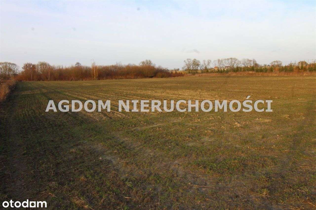 Dzialka - Chełmica Duża - Pełny obrazek: 5/5