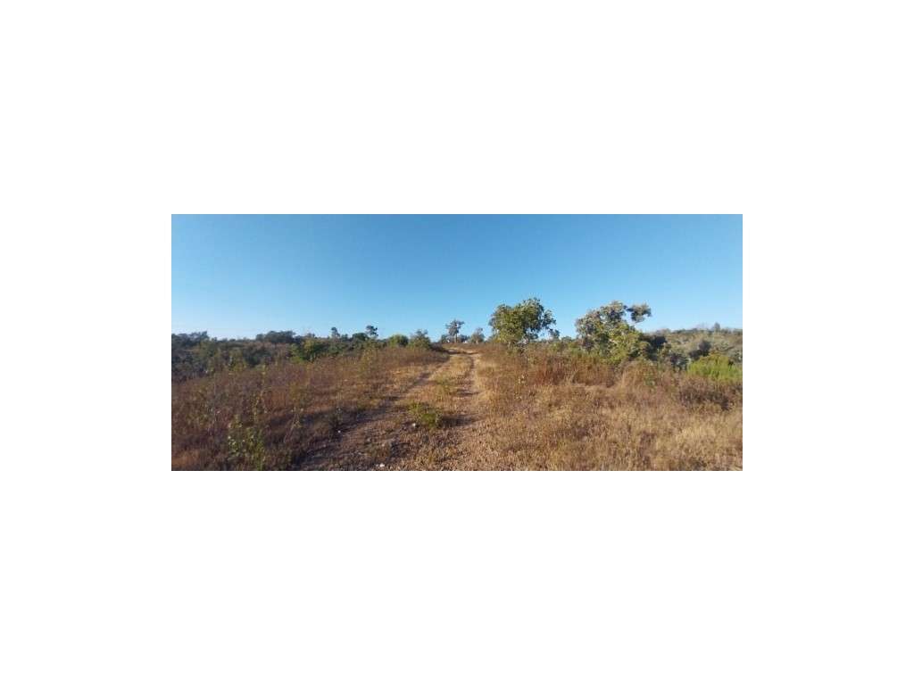 TERRENO MISTO - 7,075ha (c/ ruína)-11